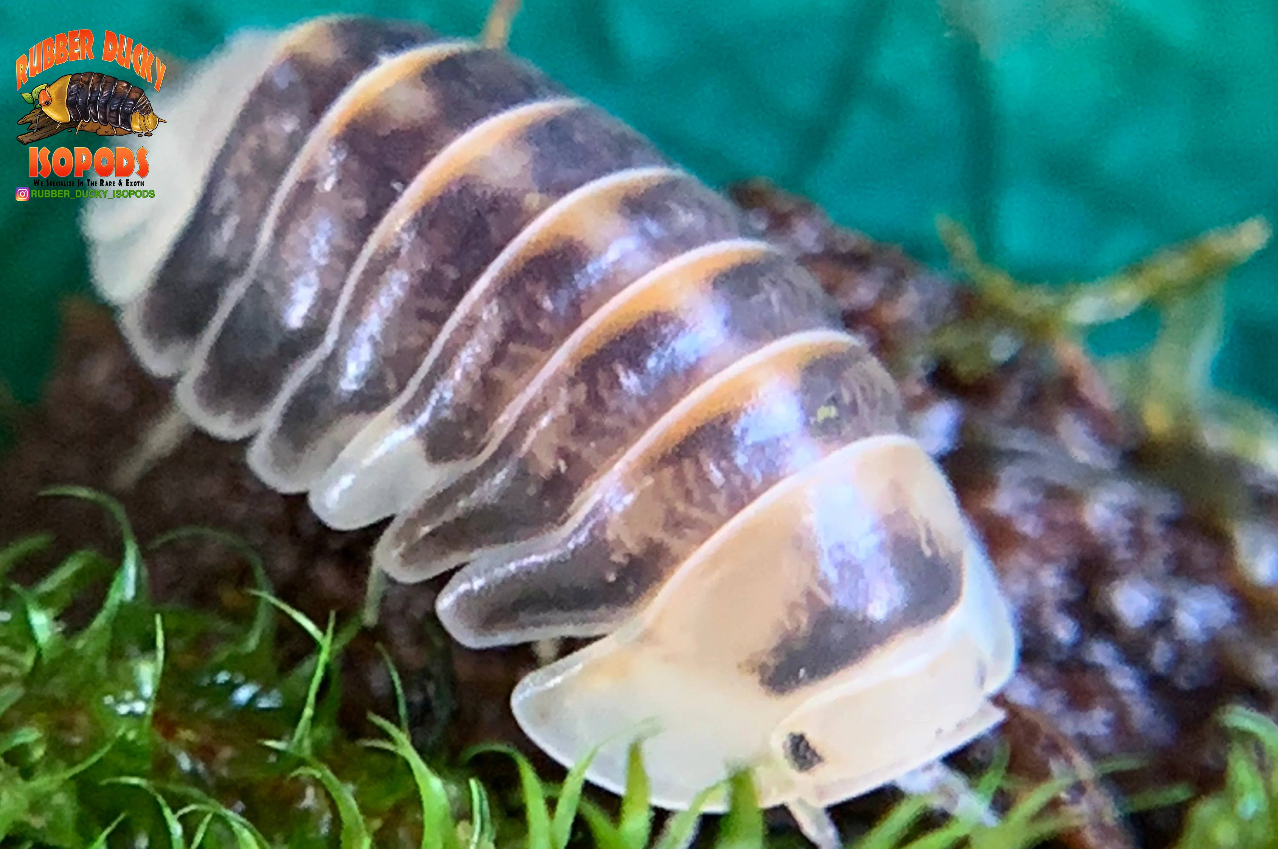 "White Rubber Ducky" High End Designer Isopods (Cubaris sp.) 6 Count - Image 4