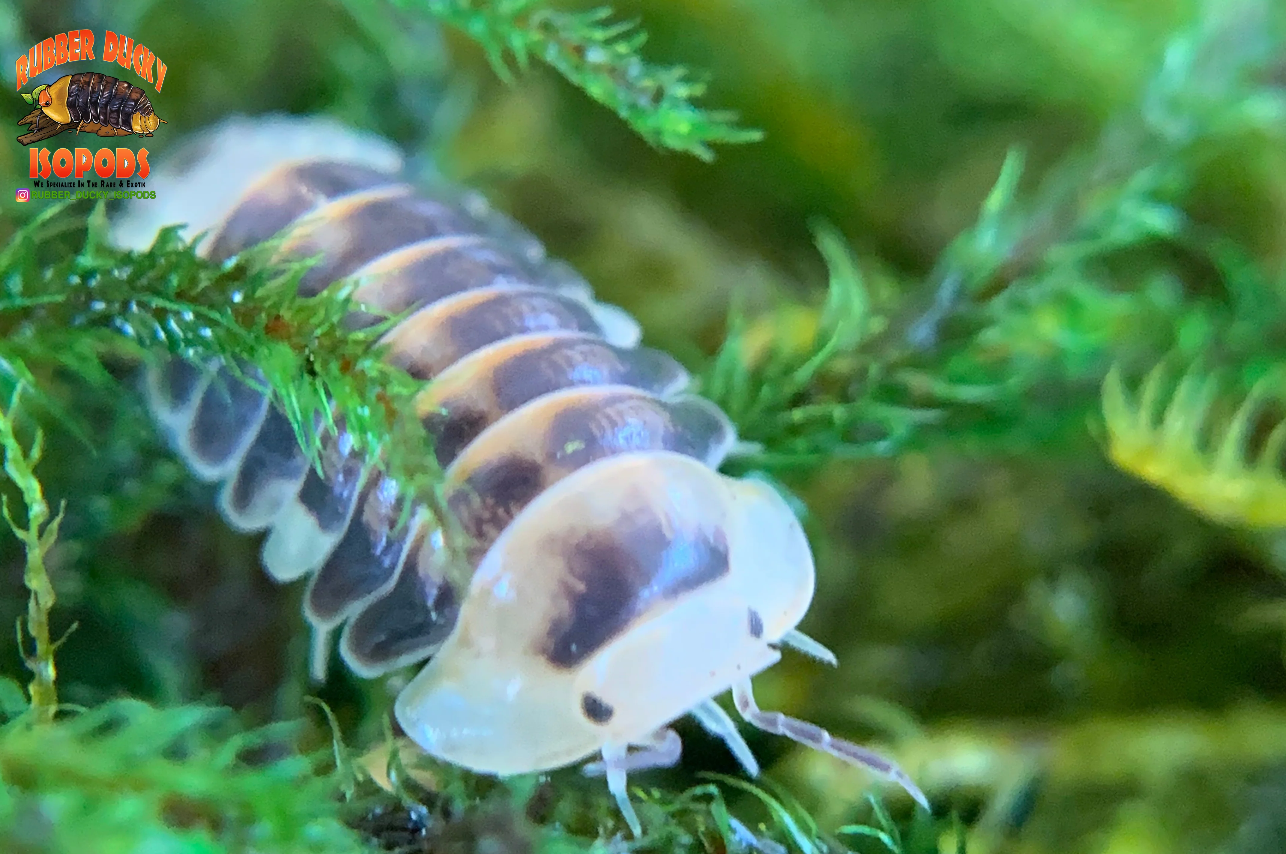 "White Rubber Ducky" High End Designer Isopods (Cubaris sp.) 6 Count - Image 6