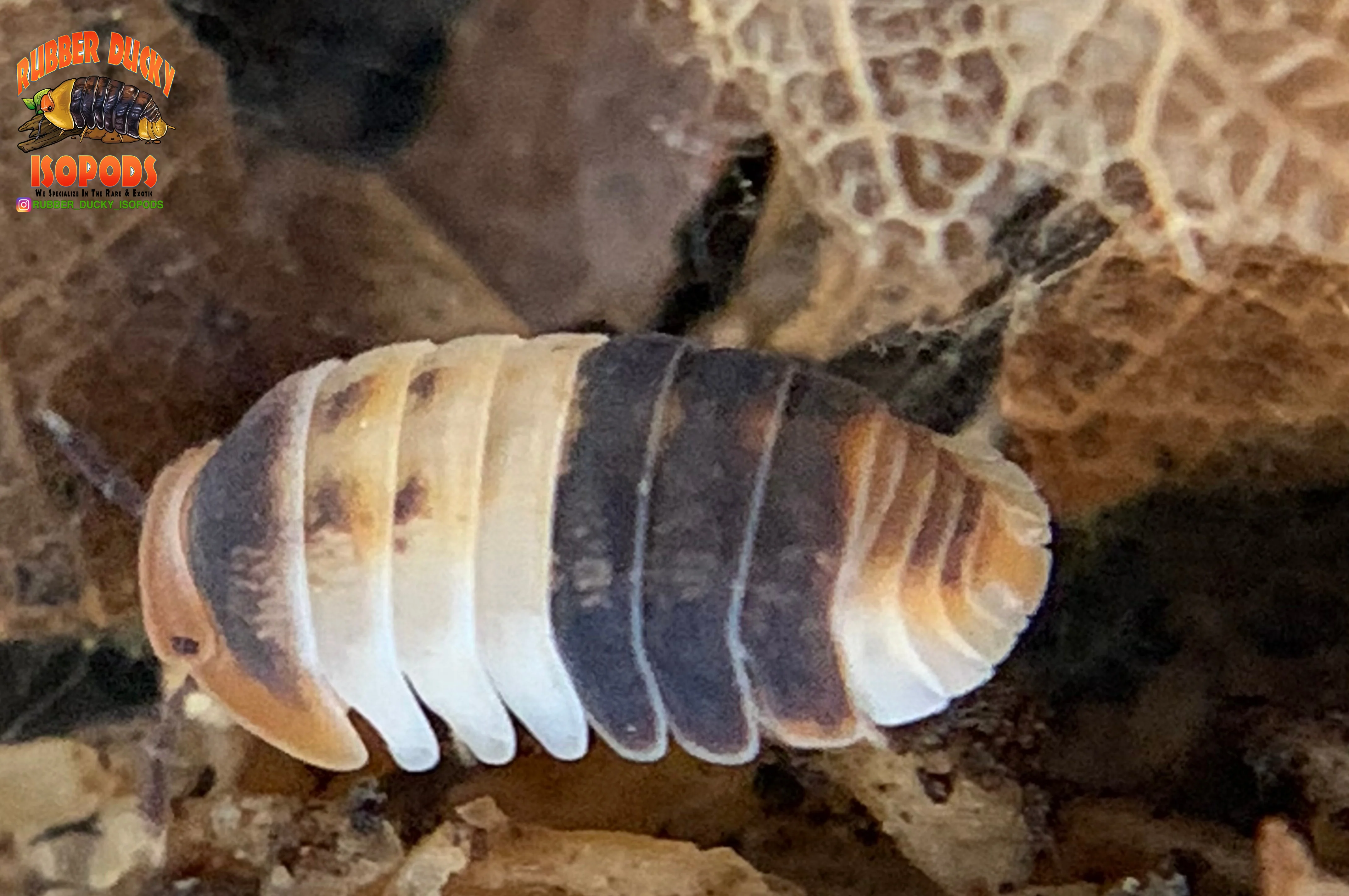 "White Sharks" Orange, White And Blue Dwarf Isopods (Cubaris sp.) 6 Count - Image 2