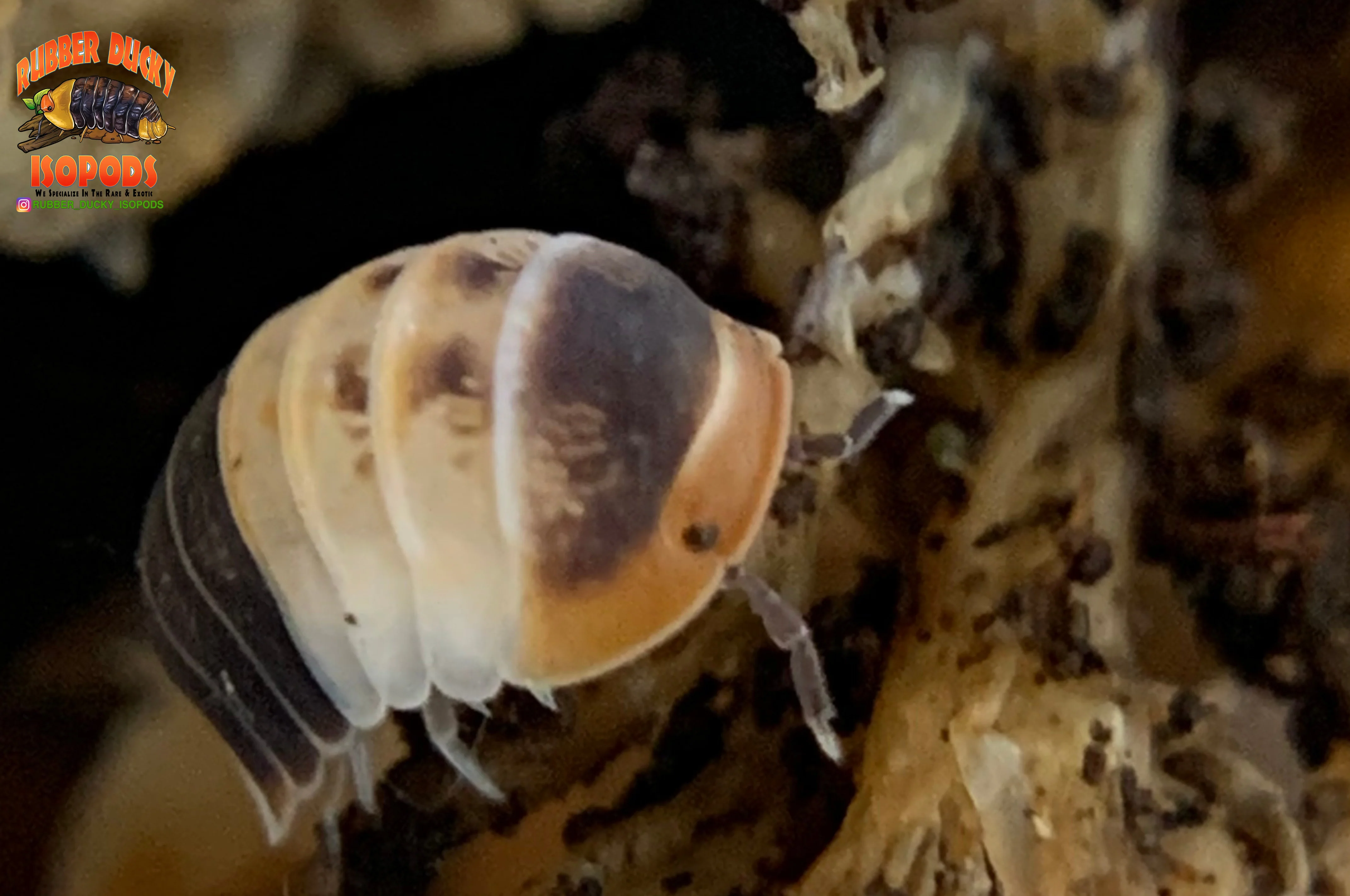 "White Sharks" Orange, White And Blue Dwarf Isopods (Cubaris sp.) 6 Count - Image 3