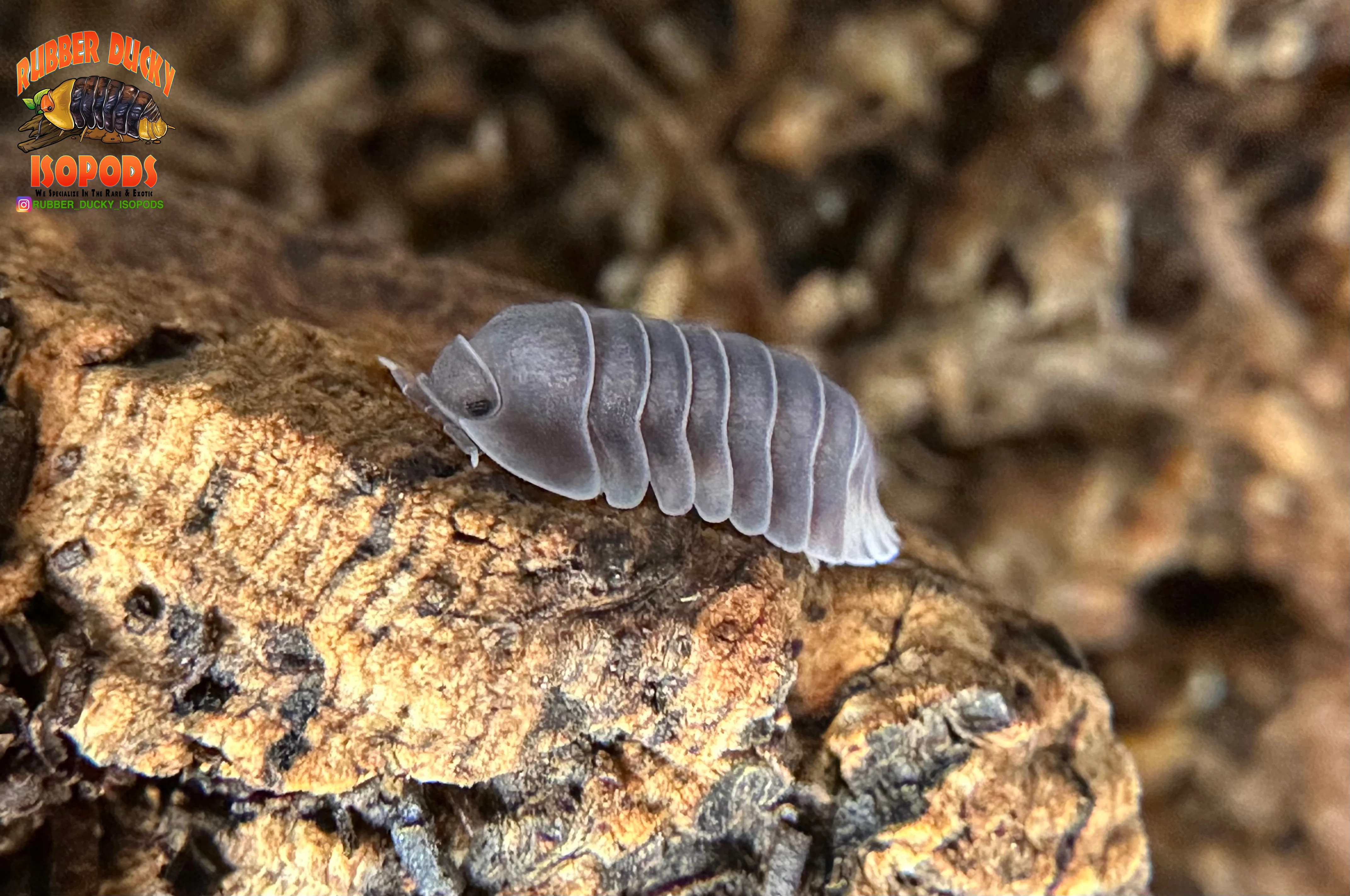 "White Side" Penguin High End Designer Isopods (Cubaris sp.) 6 Count - Image 2