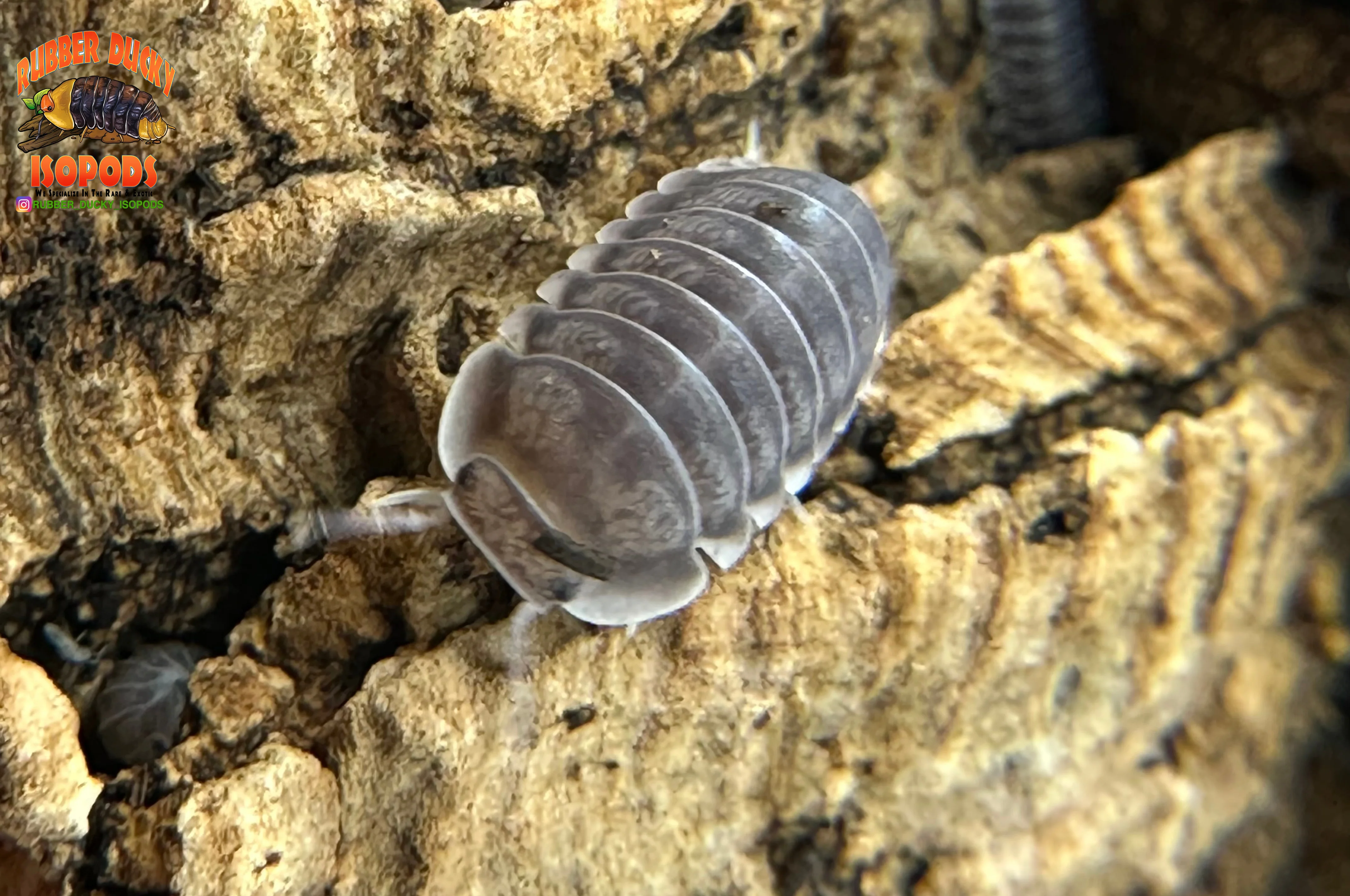 "White Side" Penguin High End Designer Isopods (Cubaris sp.) 6 Count - Image 3