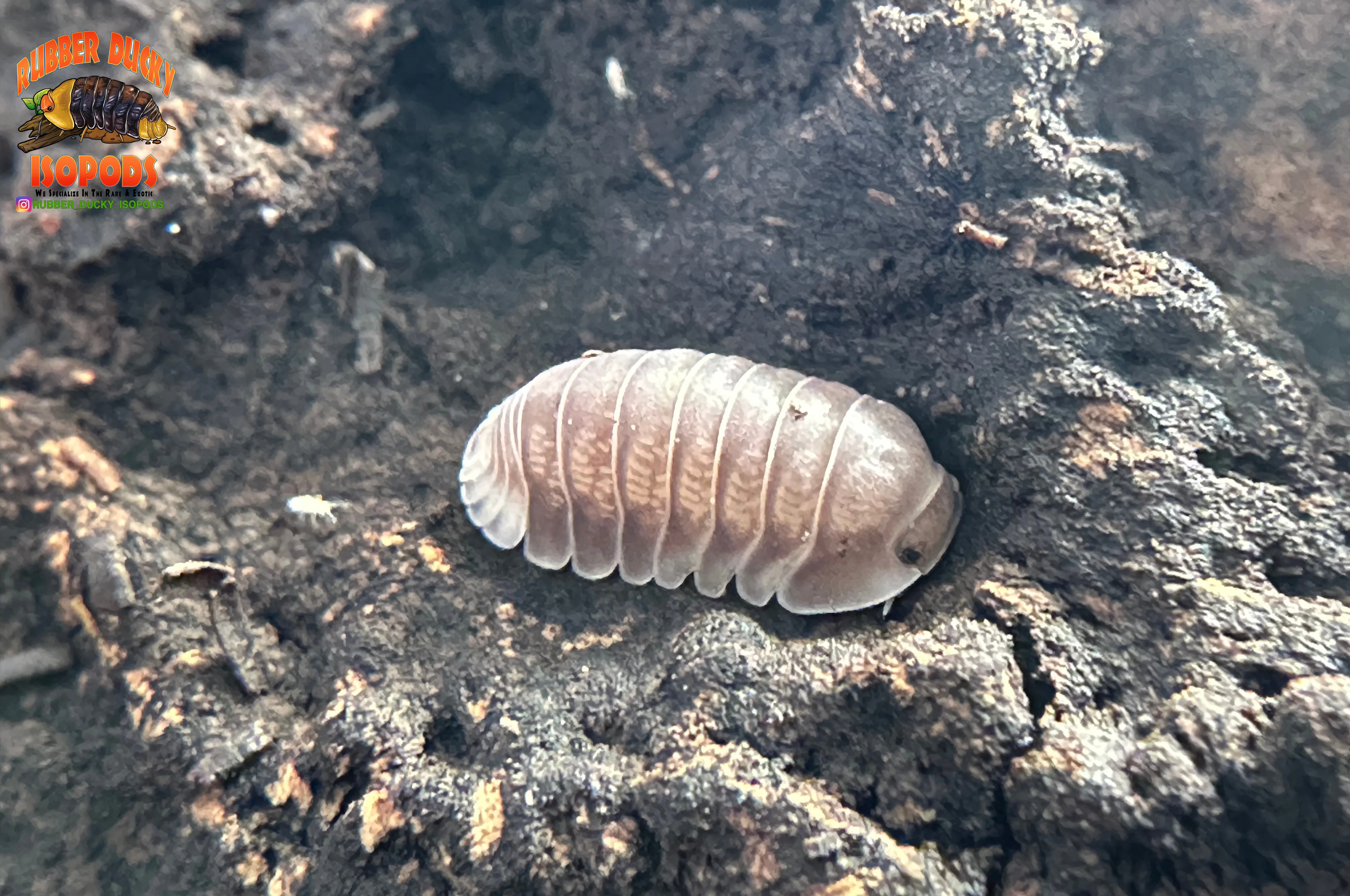 "White Side" Penguin High End Designer Isopods (Cubaris sp.) 6 Count - Image 4