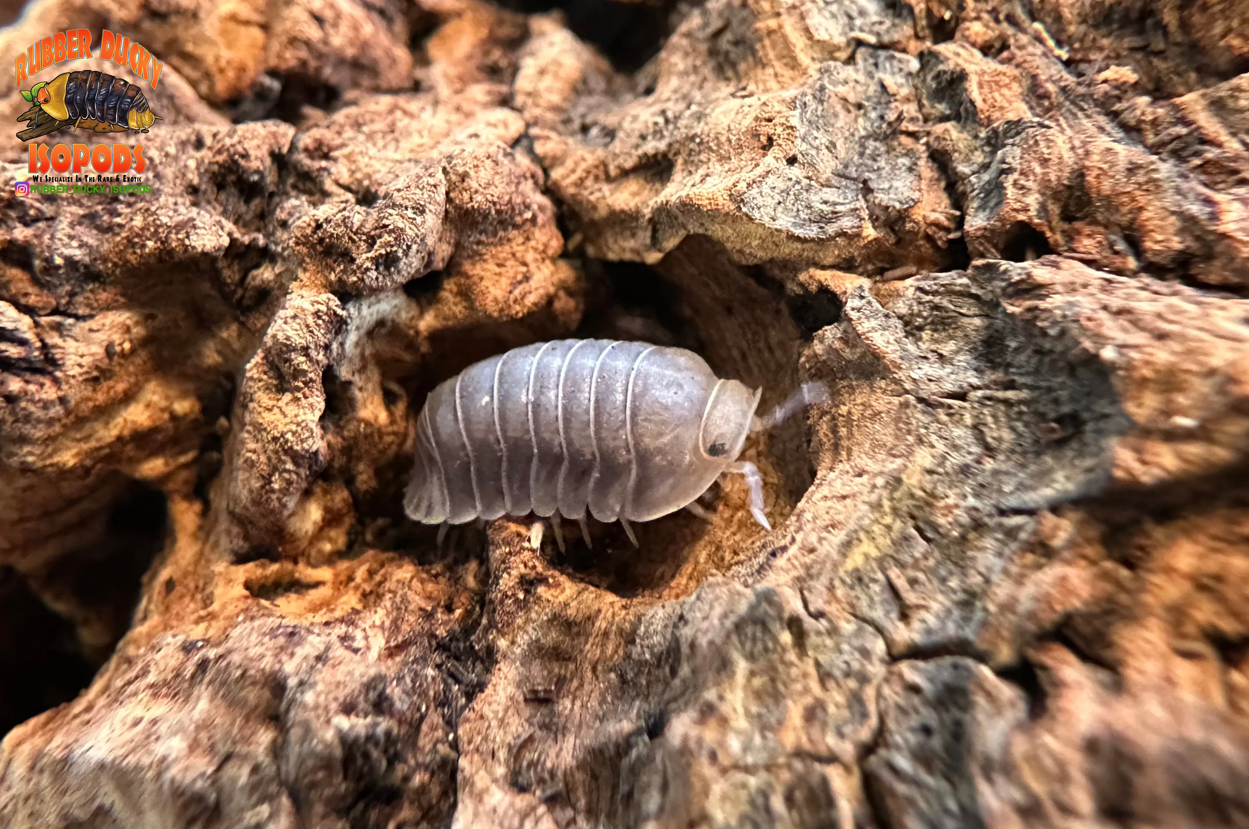 "White Side" Penguin High End Designer Isopods (Cubaris sp.) 6 Count - Image 5