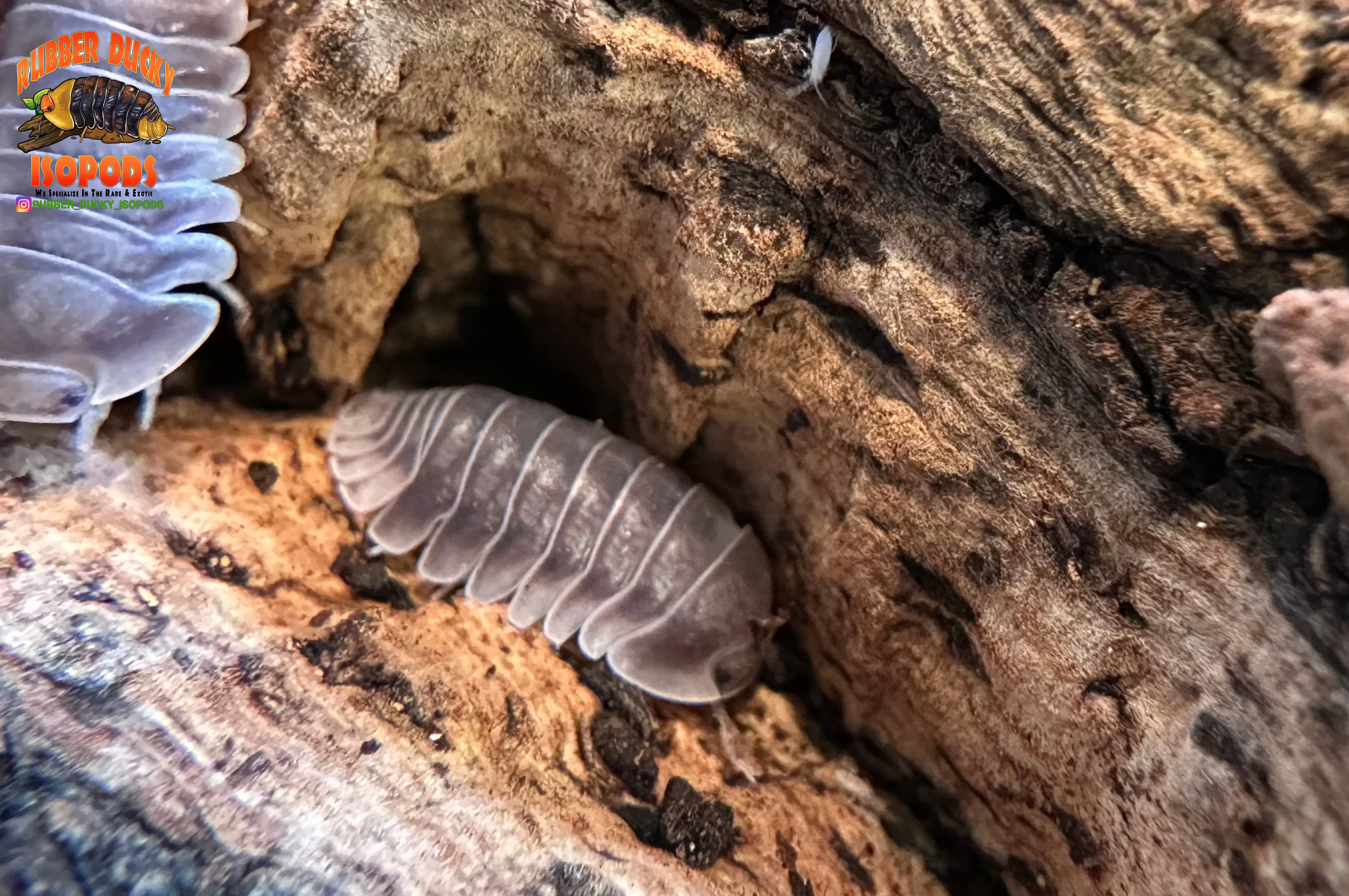 "White Side" Penguin High End Designer Isopods (Cubaris sp.) 6 Count - Image 6