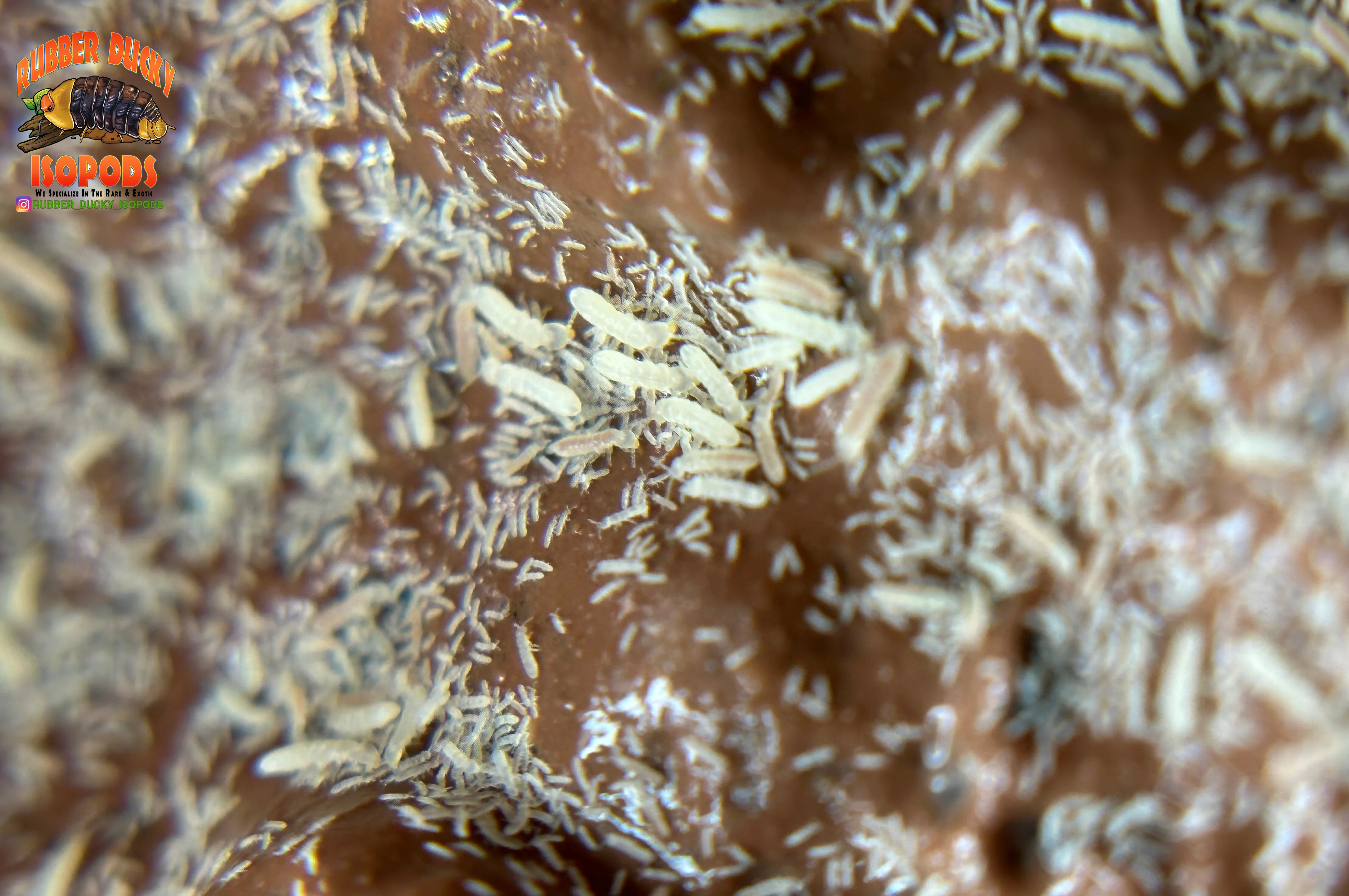 Springtails (Clean-Up Crew) | Bioactive Essential - Image 3