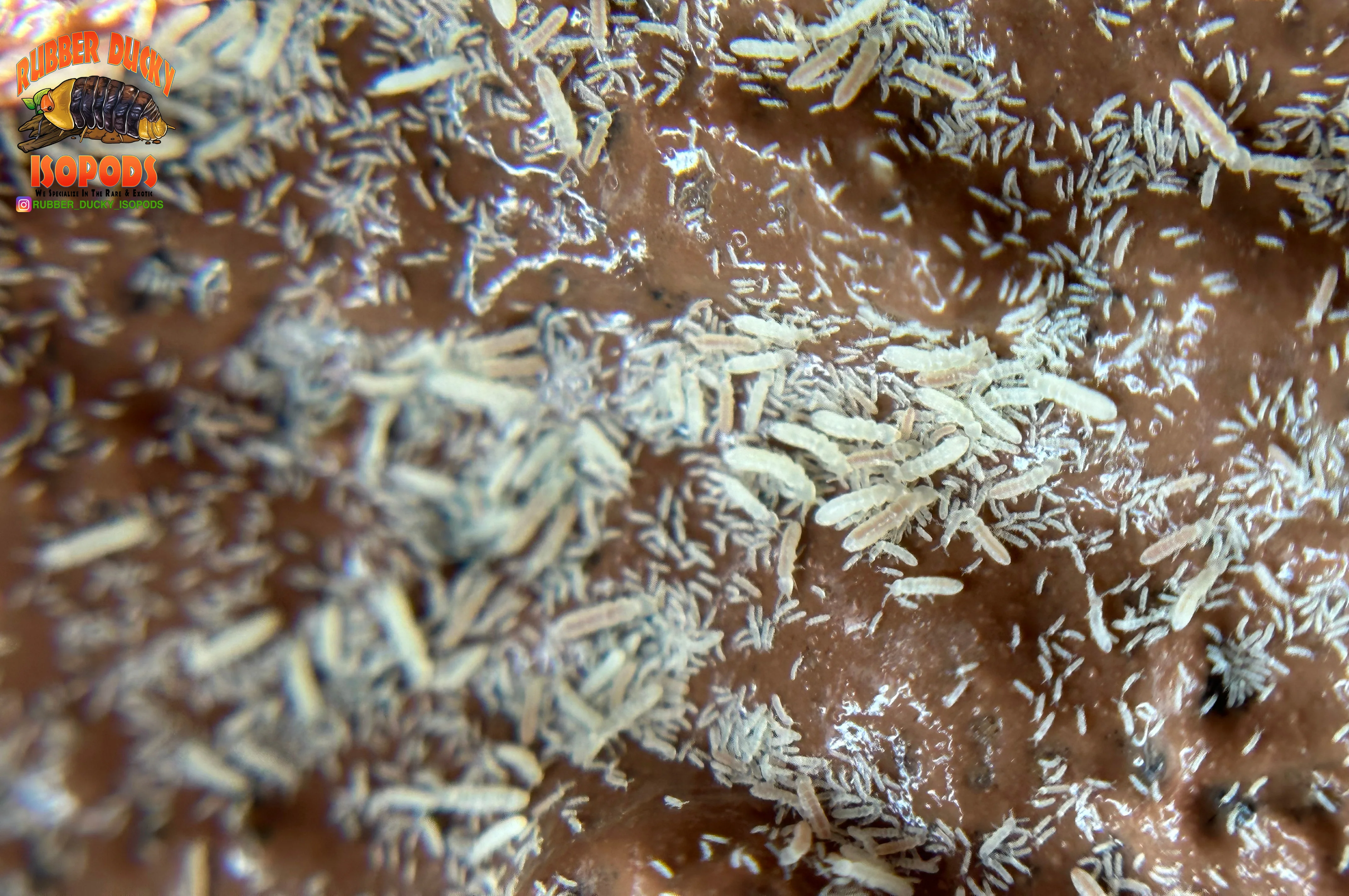 Springtails (Clean-Up Crew) | Bioactive Essential - Image 4
