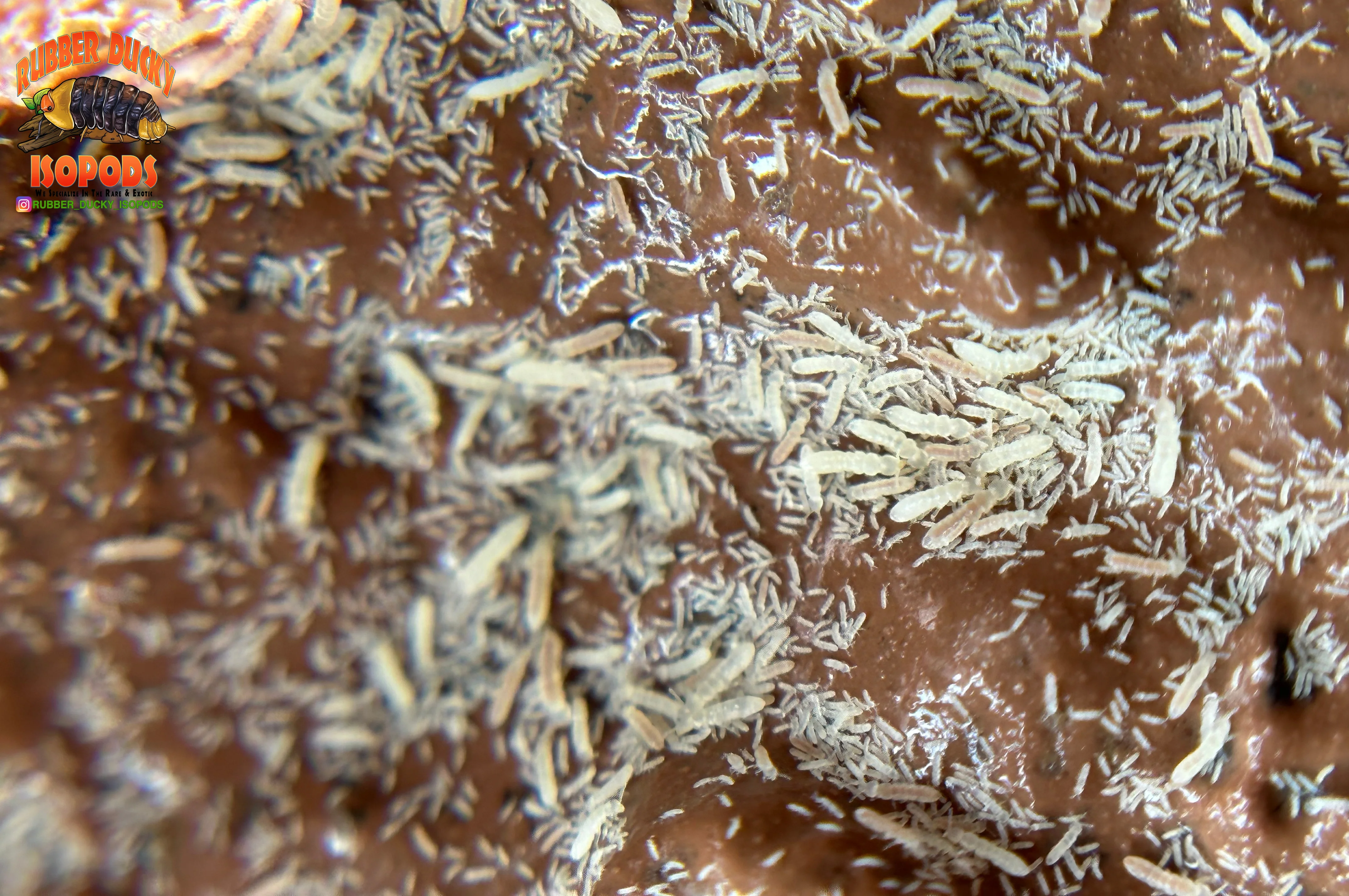 Springtails (Clean-Up Crew) | Bioactive Essential - Image 5