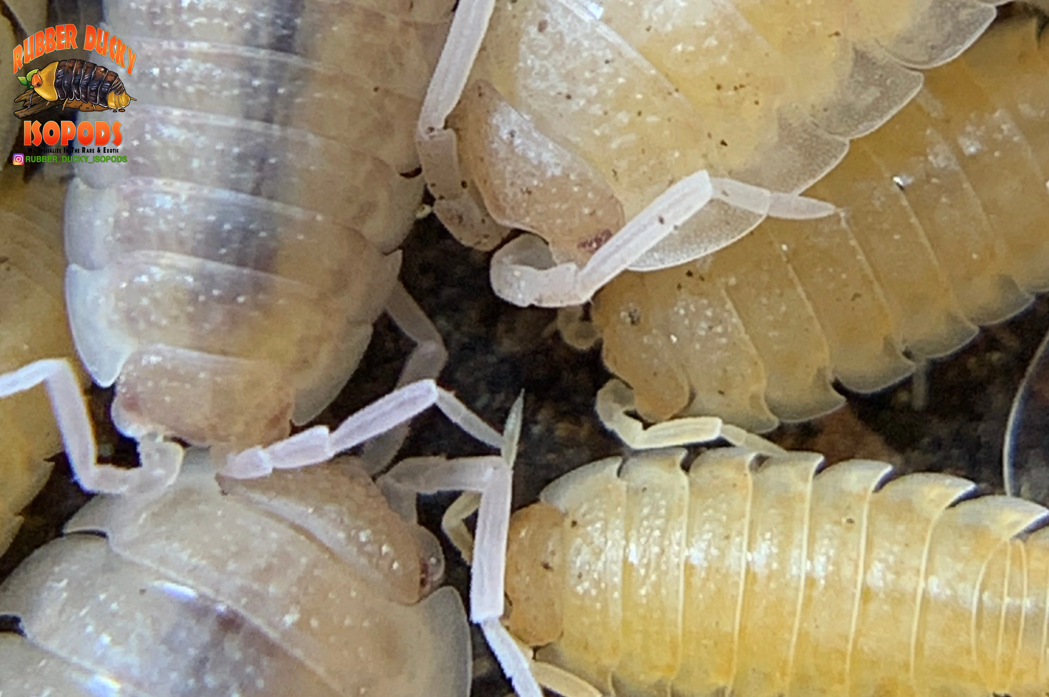 "Yellow Snow" Unique Clean Up Crew Isopods (Porcellio scaber) 10 Count - Image 2