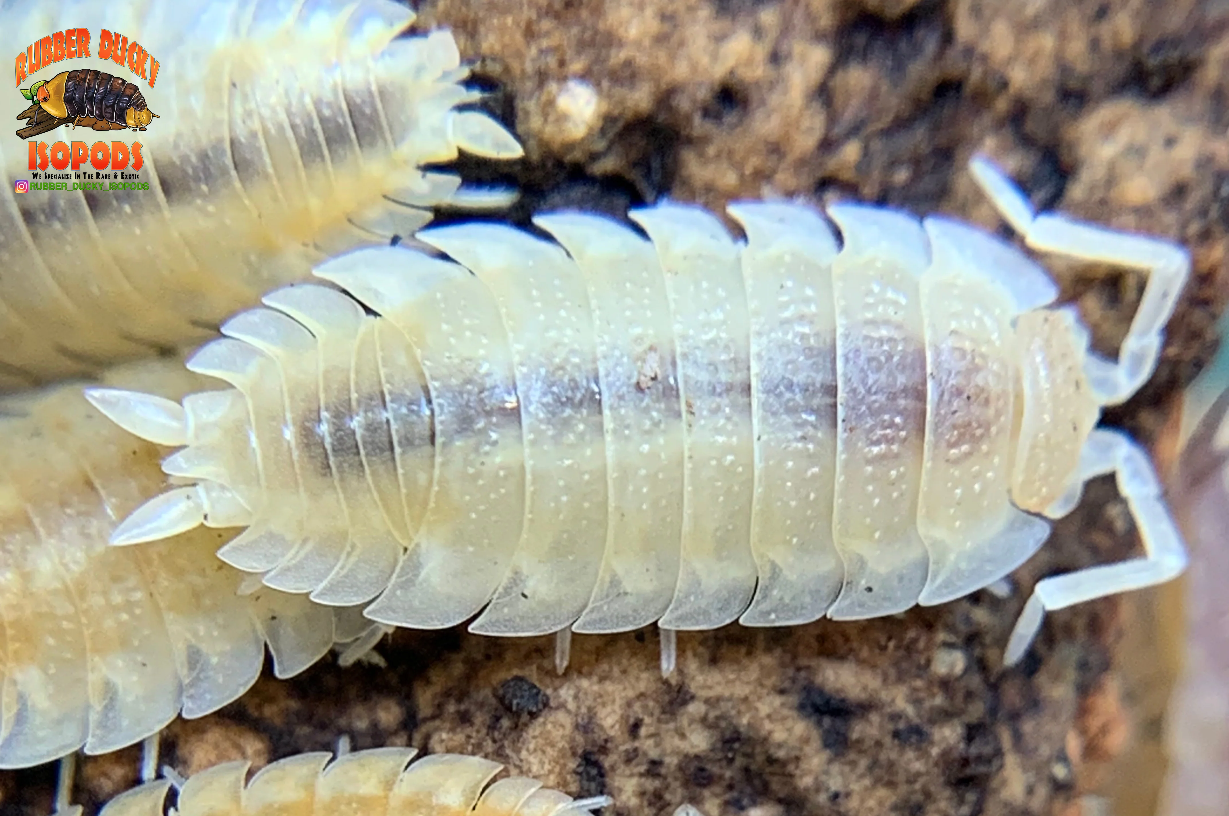 "Yellow Snow" Unique Clean Up Crew Isopods (Porcellio scaber) 10 Count - Image 3