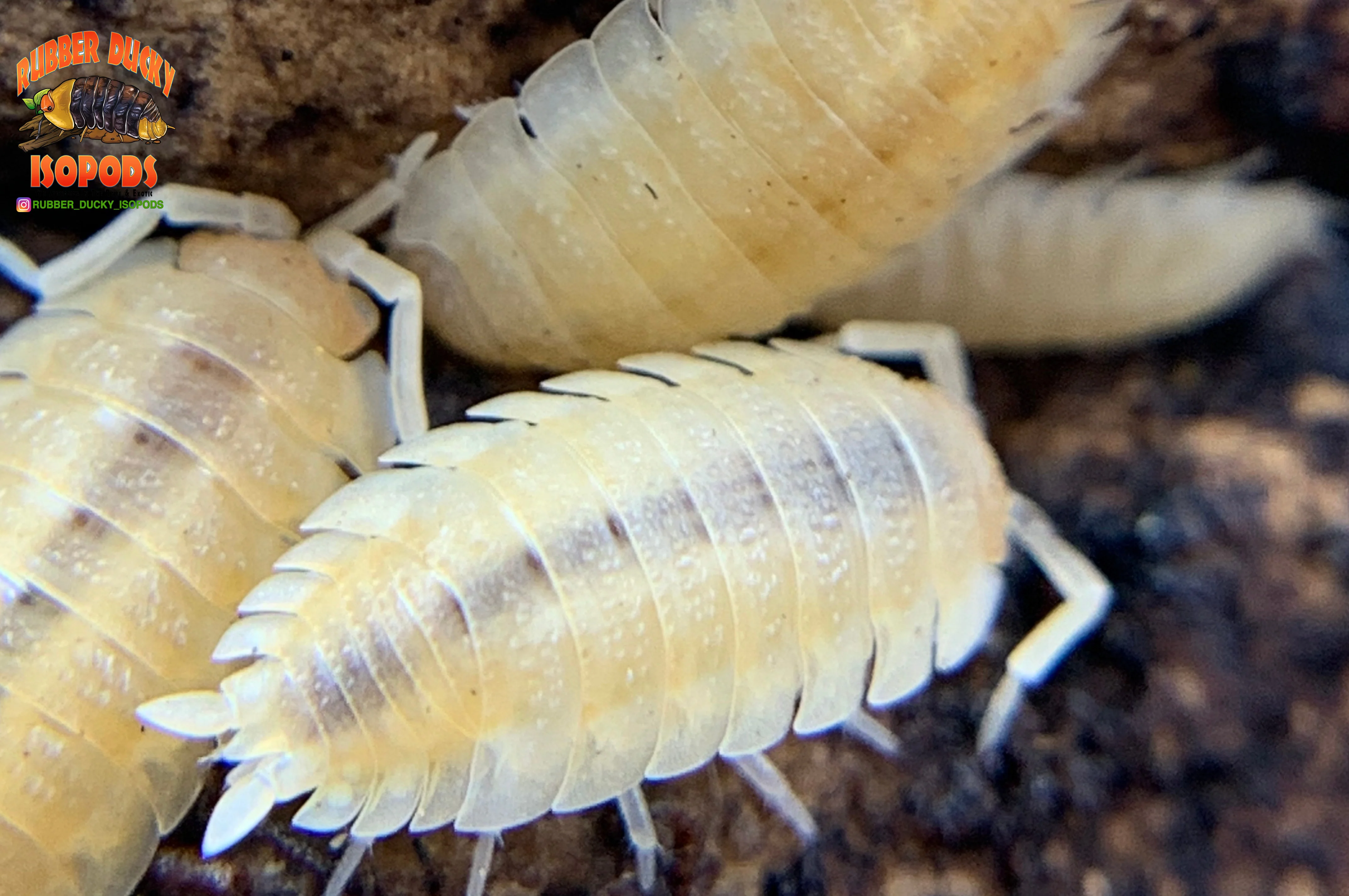 "Yellow Snow" Unique Clean Up Crew Isopods (Porcellio scaber) 10 Count - Image 4