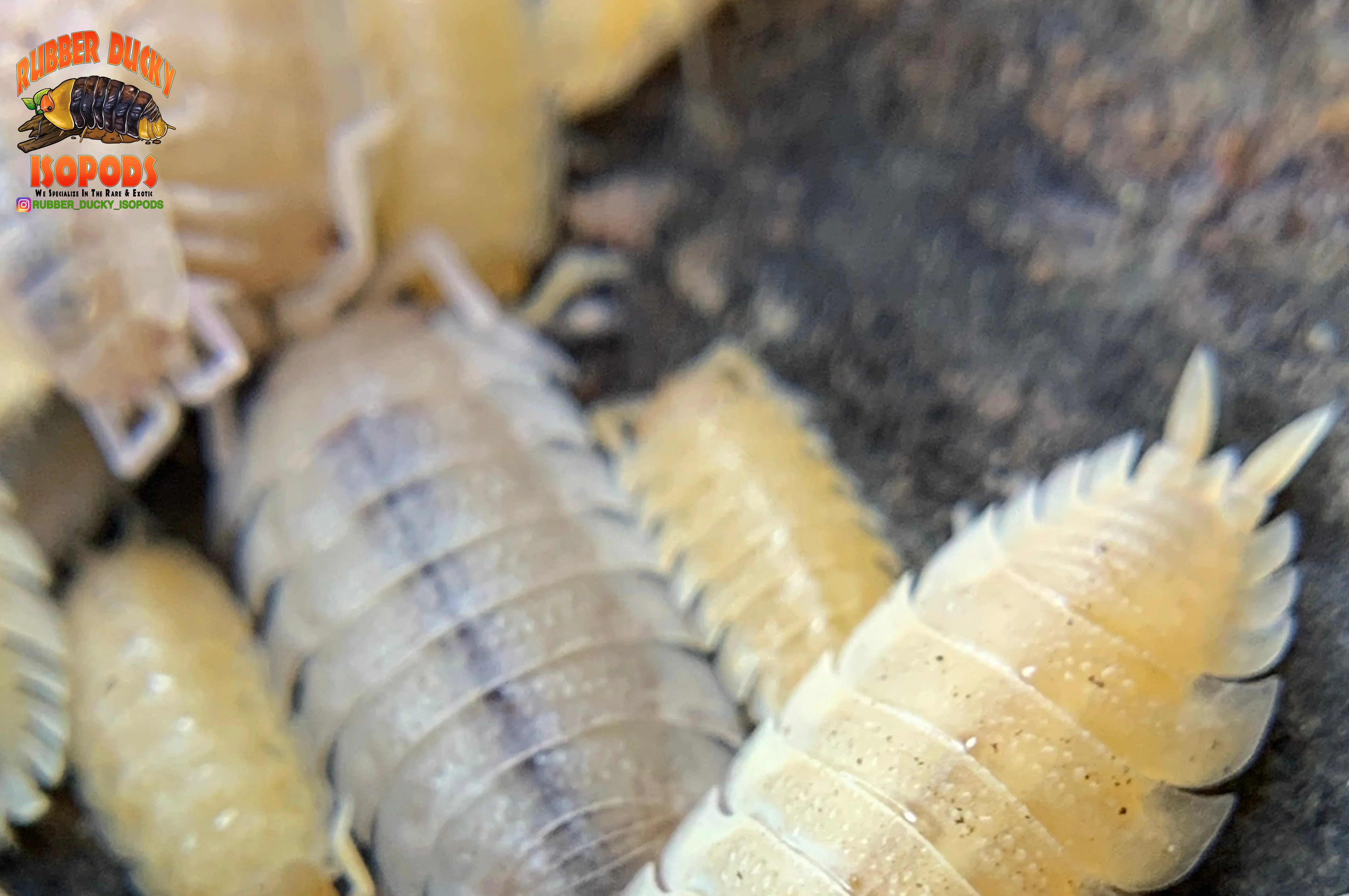 "Yellow Snow" Unique Clean Up Crew Isopods (Porcellio scaber) 10 Count - Image 5