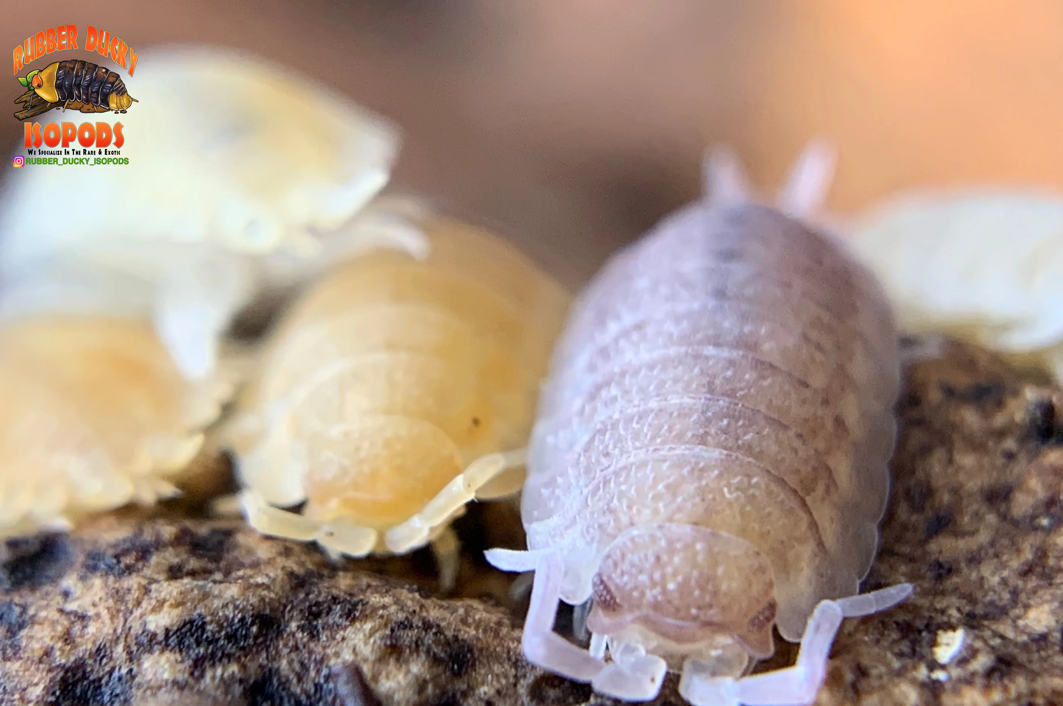 "Yellow Snow" Unique Clean Up Crew Isopods (Porcellio scaber) 10 Count - Image 6