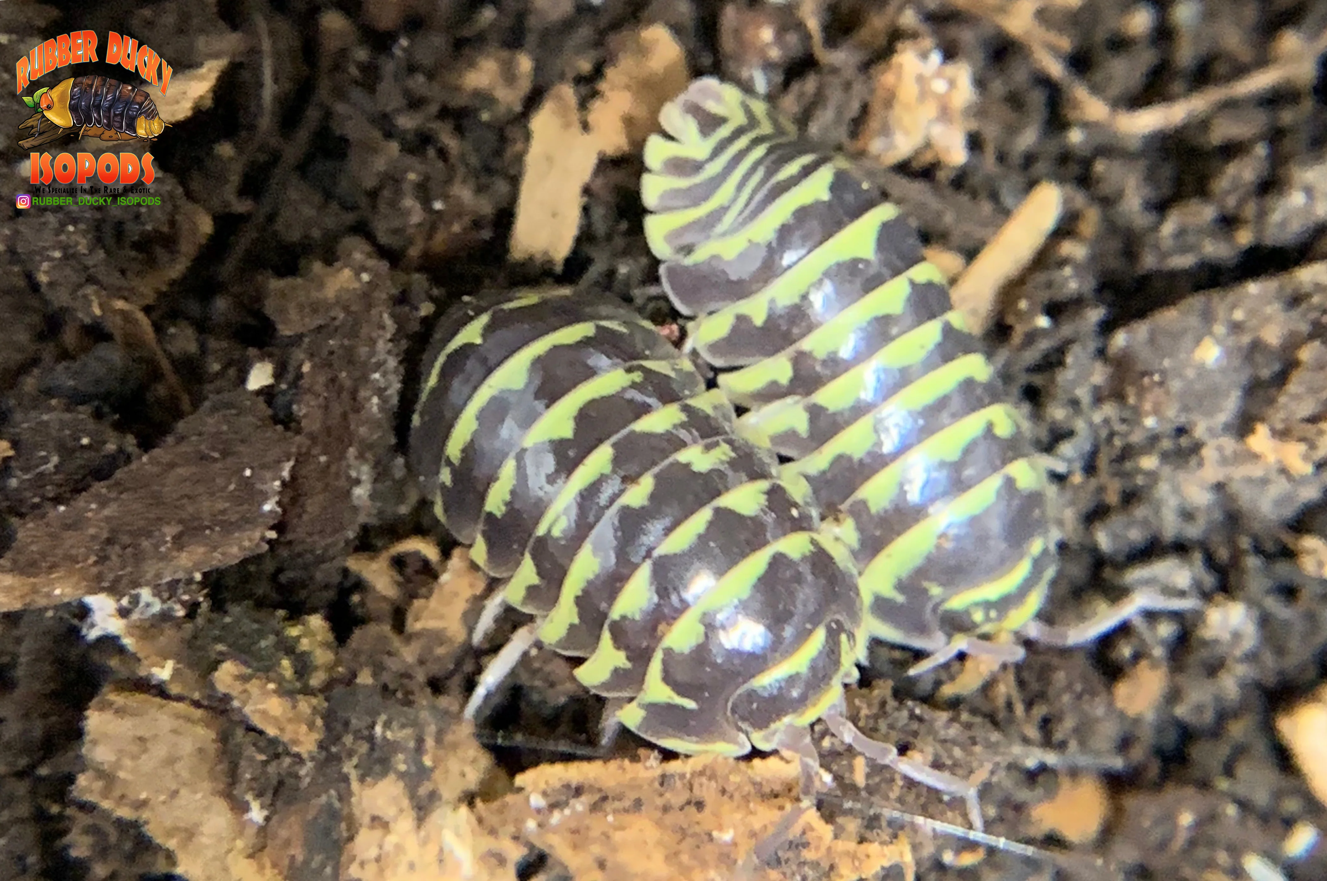 "Yellow Zebra" RARE Zebra Coloring Isopods (Armadillidium maculatum) 10 Count - Image 2