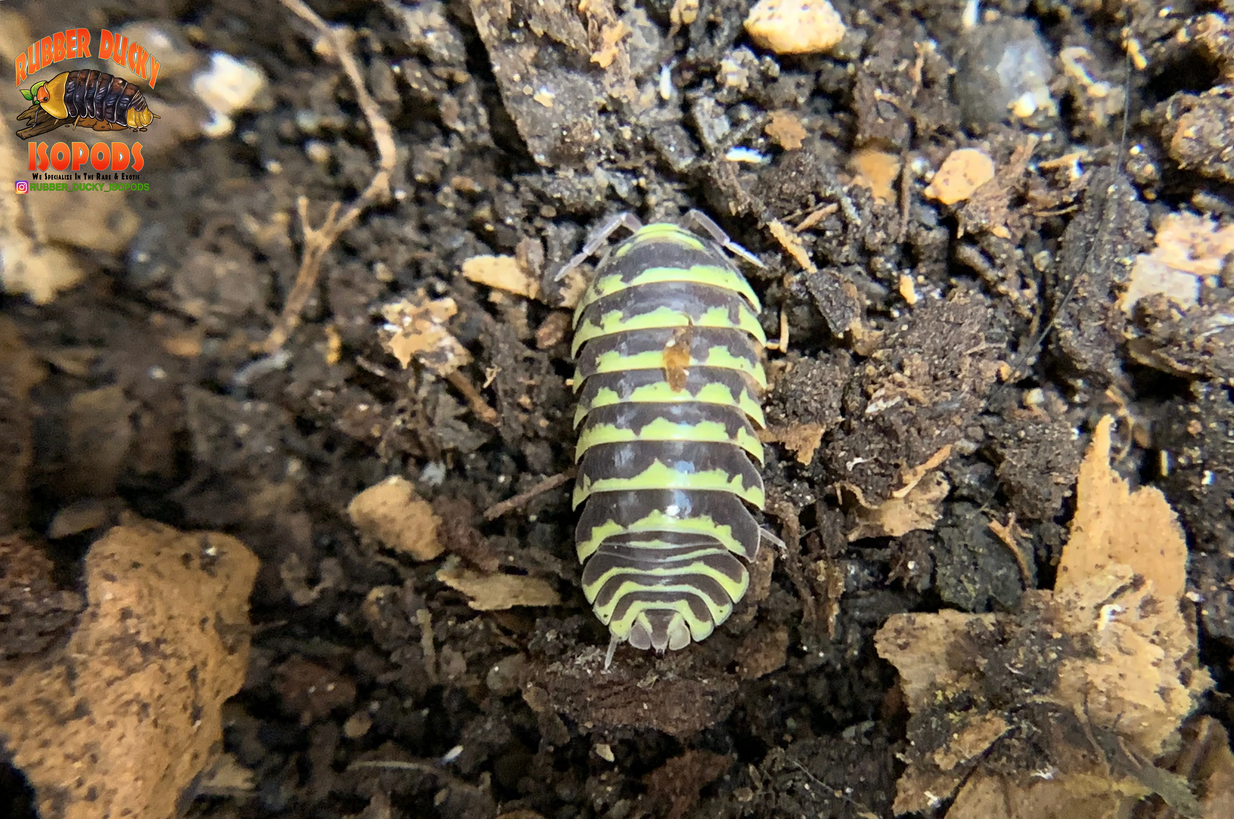 "Yellow Zebra" RARE Zebra Coloring Isopods (Armadillidium maculatum) 10 Count - Image 3