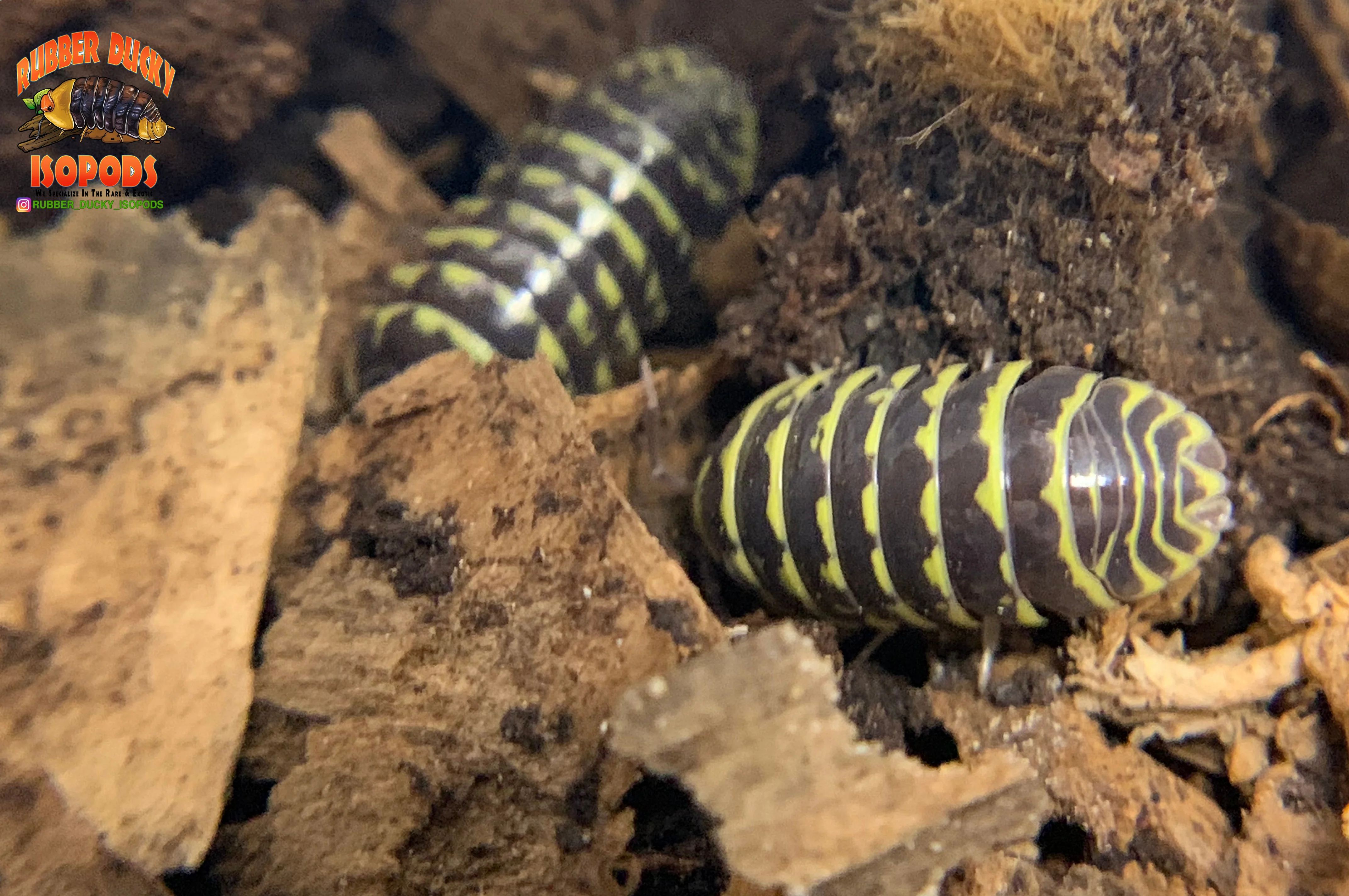 "Yellow Zebra" RARE Zebra Coloring Isopods (Armadillidium maculatum) 10 Count - Image 4