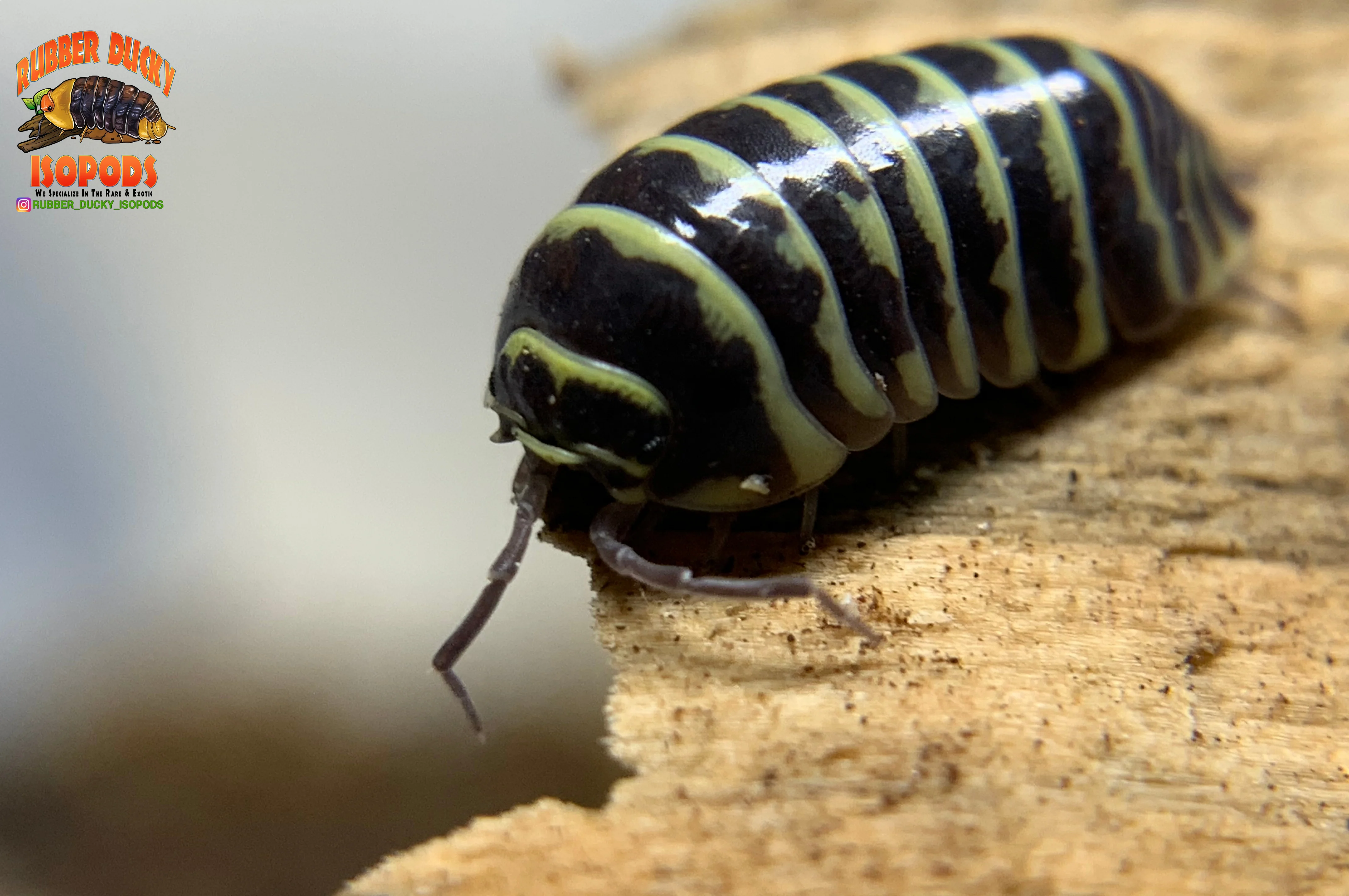 "Yellow Zebra" RARE Zebra Coloring Isopods (Armadillidium maculatum) 10 Count - Image 5