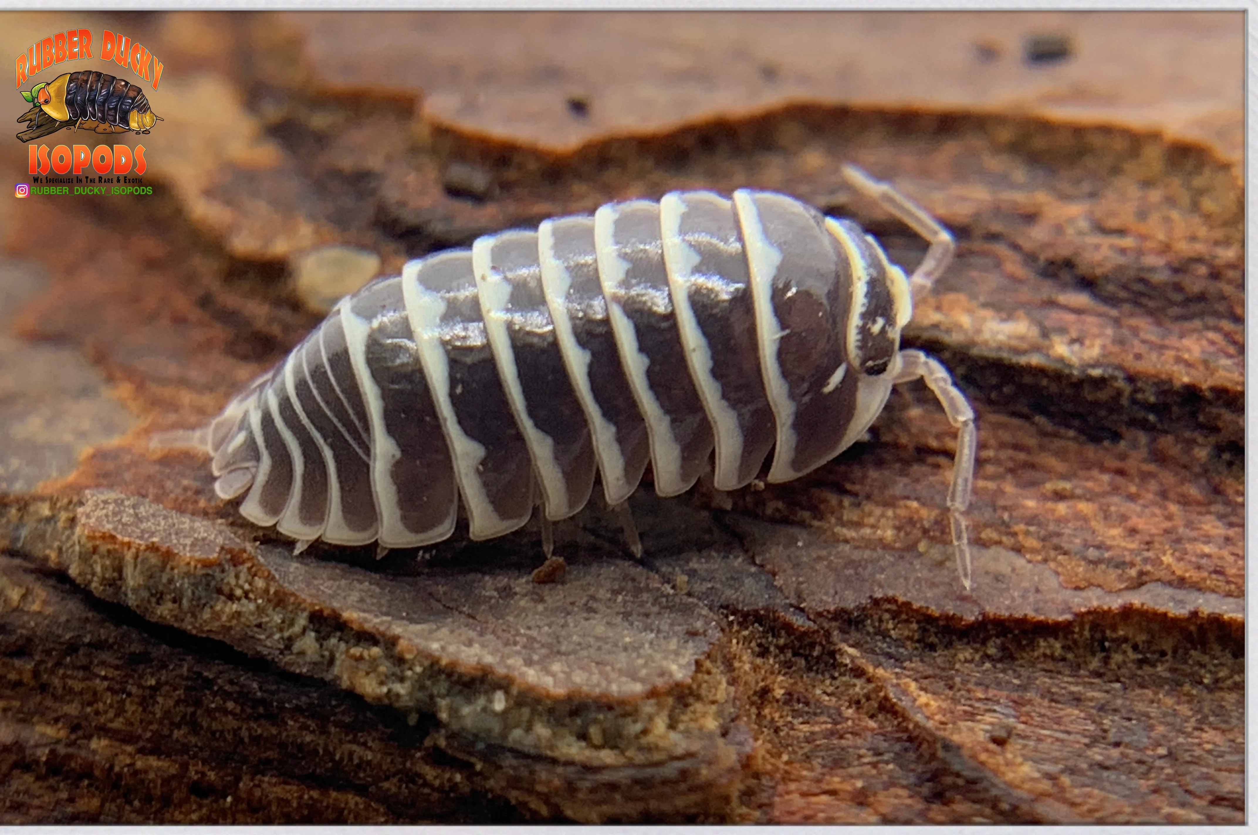 "Zebra" Fan Favorite Isopods (Armadillidium maculatum) 10-25 Count - Image 3